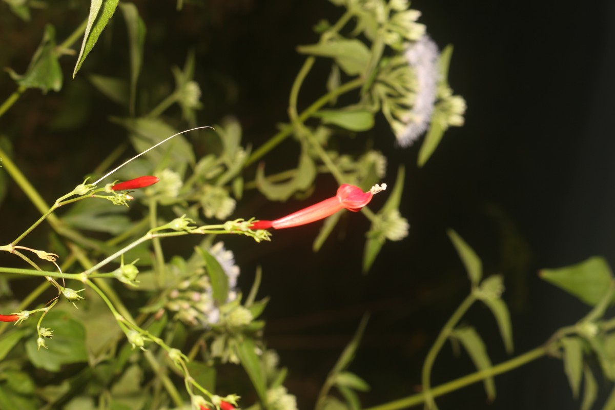 Ipomoea hederifolia L.